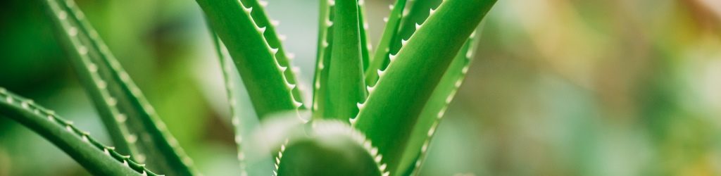 aloe