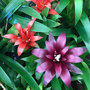 bromelia