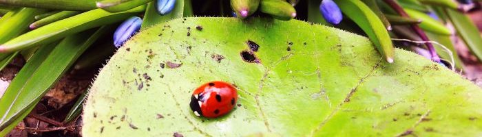 Aliados naturales plagas