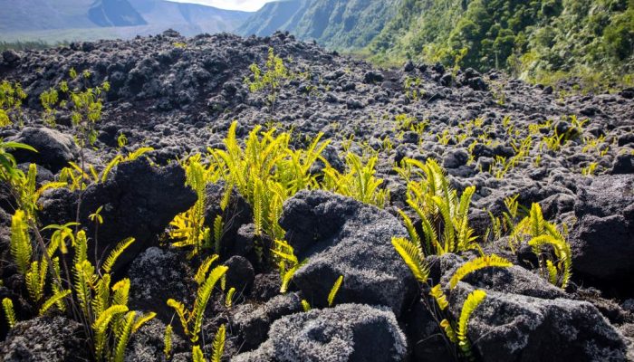 piedras volcanicas y jardineria