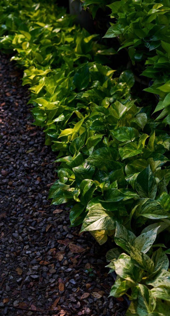plantas y rocas volcanicas