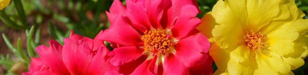 portulaca