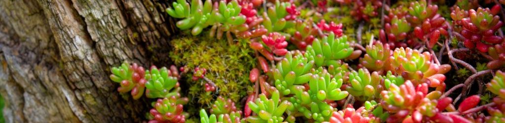 sedum